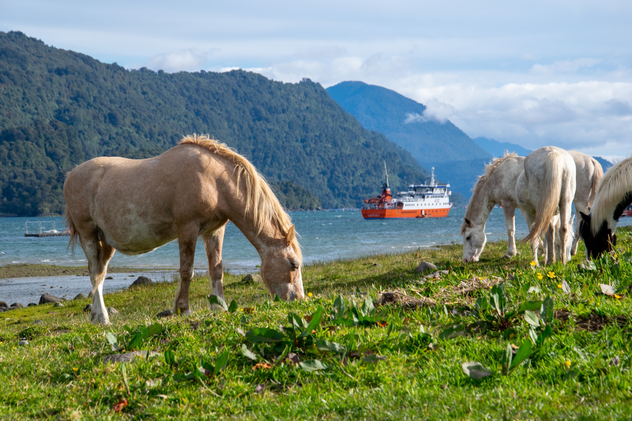 Caballos pastando en la costa con el Skorpios anclado en el fiordo de fondo